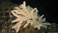 050 Eponge mie de pain mouillée (Dysidea fragilis)